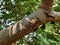 Indian brown color Cicada the summer screamer insect sitting in a Pongamia Pinnata tree branch