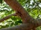 Indian brown color Cicada the summer screamer insect sitting in a Pongamia Pinnata tree branch