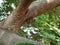 Indian brown color Cicada the summer screamer insect sitting in a Pongamia Pinnata tree branch