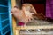 Indian brown color Domestic pigeon standing on one foot in the open cage beside window