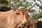 Indian brown cow with big horns and ear tag on left ear looking straight