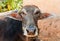 Indian brown Cow portrait in small Indian village