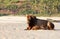 Indian brown cow resting on the beach, Goa