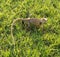 Indian brown lizard  taking sunbath on green grass.