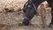 Indian buffalo eating banana trunk in village