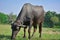 Indian buffalo grazing in the meadow.