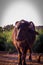 indian buffalo in green fields of Kutch district in india,buffalo in the Indian village in the yard,black Buffalo, countryside