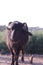 indian buffalo in green fields of Kutch district in india,buffalo in the Indian village in the yard,black Buffalo, countryside