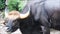 Indian buffalo with large horns in Forest