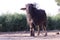 Indian buffalo tied with an iron chain,Black indian buffalo in yard,village life view of buffalo,Ð¡ountryside