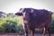 Indian buffalo tied with an iron chain,Buffalo in the Indian village in the yard. black Buffalo