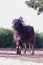 Indian buffalo tied with an iron chain,Take a look at the Indian buffalo in front of the camera,Indian Buffalo resting outside in