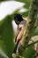 Indian bulbul bird