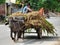 Indian bullock-cart