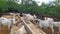 Indian Bulls, Cows And Calf Is Sitting And Standing At A Place Fodder Eating . Upper Shot.