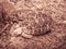 The Indian or Burmese star tortoise, a threatened species of tor