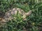 The Indian or Burmese star tortoise, a threatened species of tor