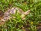 The Indian or Burmese star tortoise, a threatened species of tor