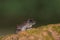 Indian Burrowing Frog seen at Amboli,Maharashtra,India