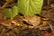 Indian Burrowing Frog, Sphaerotheca breviceps, Mumbai