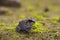 Indian Burrowing Frog, Sphaerotheca breviceps. Sharavathi Wildlife Sanctuary, Karnataka, India