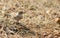 Indian Bush Lark