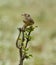 An indian bush lark perching on a bush