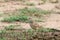 Indian bushlark