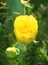 Indian cactus flower and bud