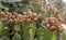 The indian cactus flowers landscape.