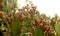 The indian cactus flowers landscape.