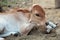 Indian calf