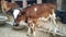 Indian calf in animal farm