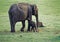 Indian calf baby elephant feeding mother Elephas maximus Kabini National Park