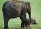 Indian calf baby elephant feeding mother Elephas maximus Kabini National Park