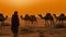 indian (camel driver) bedouin with camel silhouettes in sand dunes of Thar desert on sunset