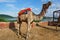 Indian camel with red saddle waiting for camel Tour at Man Sagar Lake in Jaipur, Rajasthan, India 2019