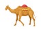 Indian camel with saddle vector concept