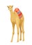 Indian camel with saddle vector concept