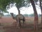 Indian camel under the tree