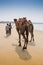 Indian cameleer - camel driver with camels