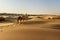 Indian cameleer with camels in Thar desert. Jaisalmer. India