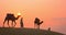 Indian cameleers camel driver with camel silhouettes in sand dunes of Thar desert on sunset.