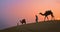 Indian cameleers camel driver with camel silhouettes in sand dunes of Thar desert on sunset.