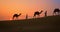 Indian cameleers camel driver with camel silhouettes in sand dunes of Thar desert on sunset. Jaisalmer, Rajasthan, India
