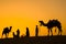 indian cameleers camel drivers with camels silhouettes in dunes of Thar desert