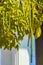 Indian Cassia tree Golden shower tree detail with seed pods