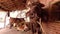 Indian cattle grazing, chewing, black buffalo chewing food closeup