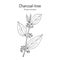 Indian charcoal-tree, or pigeon wood Trema orientale , medicinal plant