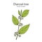 Indian charcoal-tree, or pigeon wood Trema orientale , medicinal plant